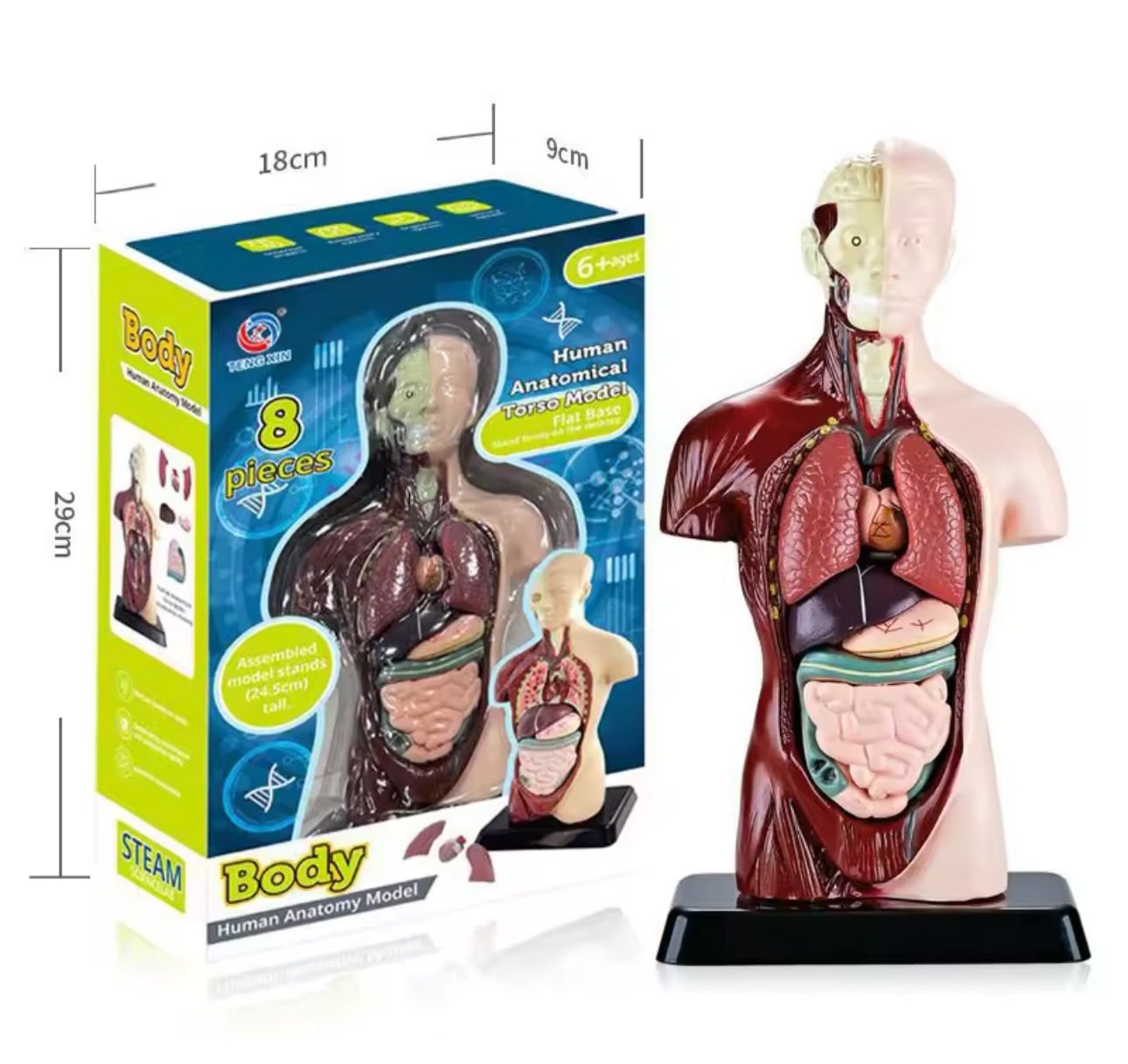 Kit Maqueta Órganos del Cuerpo Humano 3d Desmontable Educativo