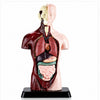 Kit Maqueta Órganos del Cuerpo Humano 3d Desmontable Educativo