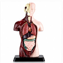 Kit Maqueta Órganos del Cuerpo Humano 3d Desmontable Educativo - imagen principal