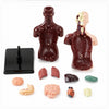 Kit Maqueta Órganos del Cuerpo Humano 3d Desmontable Educativo