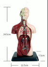 Kit Maqueta Órganos del Cuerpo Humano 3d Desmontable Educativo