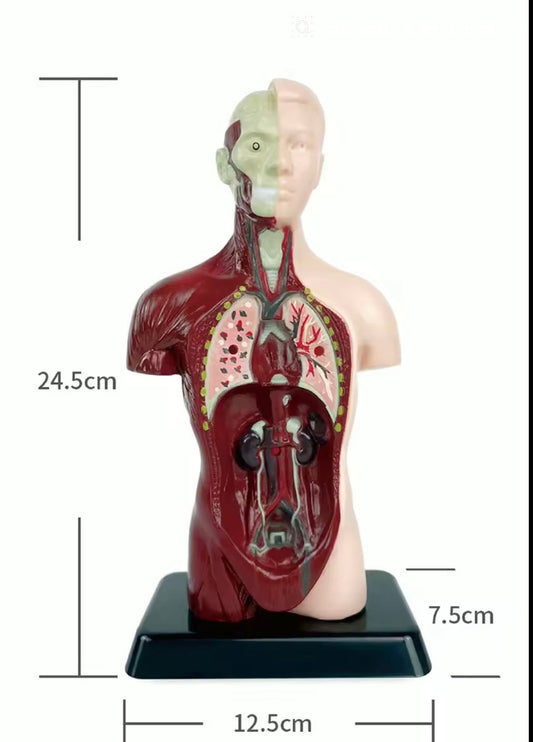 Kit Maqueta Órganos del Cuerpo Humano 3d Desmontable Educativo