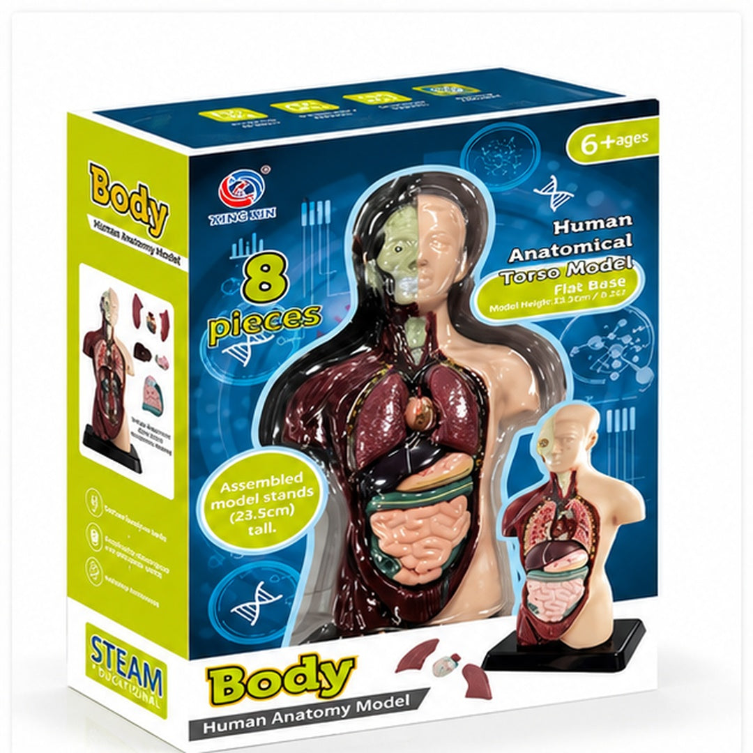 Kit Maqueta Órganos del Cuerpo Humano 3d Desmontable Educativo - vista 3 del producto
