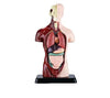 Kit Maqueta Órganos del Cuerpo Humano 3d Desmontable Educativo