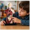 Kit Maqueta Órganos del Cuerpo Humano 3d Desmontable Educativo