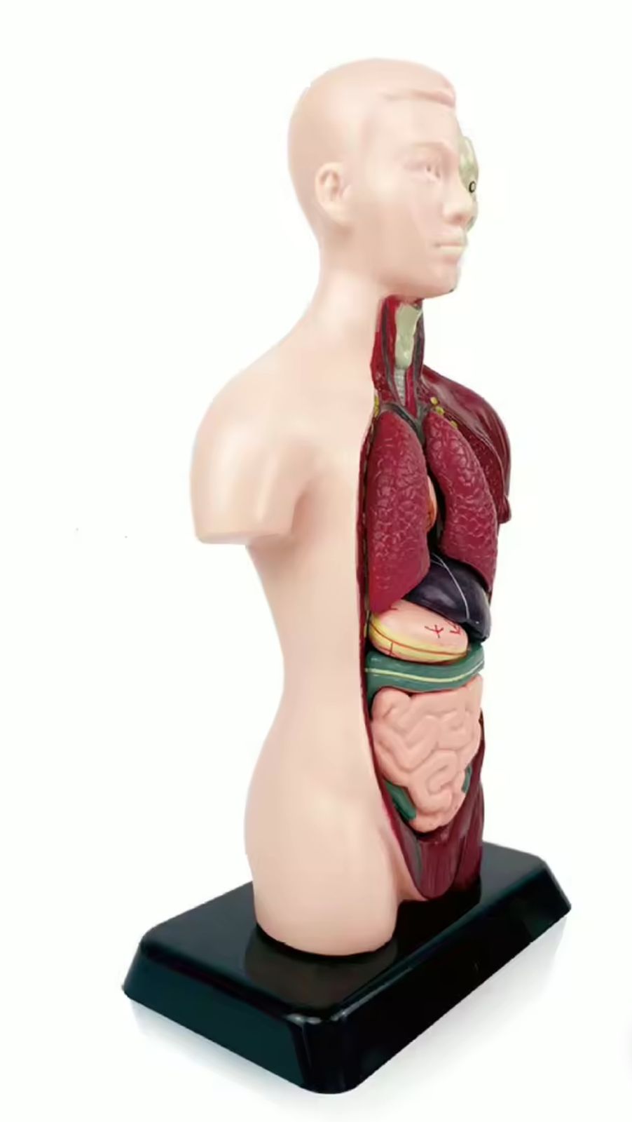 Maqueta De Anatomía Humana 3D Para Niños – Torso De 28.5 Cm Con Órganos Extraíbles Y Huesos, Material ABS, Ideal Para Aulas Y Educación En Casa, Aprendizaje Interactivo, Incluye Versión Que Brilla En La Oscuridad