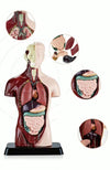 Kit Maqueta Órganos del Cuerpo Humano 3d Desmontable Educativo