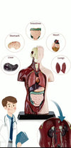 Kit Maqueta Órganos del Cuerpo Humano 3d Desmontable Educativo