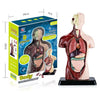 Kit Maqueta Órganos del Cuerpo Humano 3d Desmontable Educativo